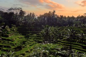 Capella Ubud - Bali