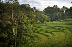 Como Shambhala Estate - Morning Walk