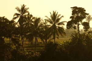 Bali COMO Uma Ubud - rice terraces