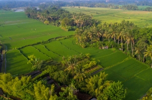 The Chedi Club Ubud - Rice fields