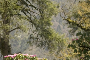Amankora Bumthang - Flora