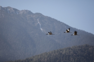 Amankora Gangtey - Valley Cranes