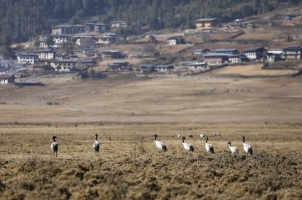 Amankora Gangtey - Valley Cranes