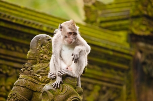 Bali - Monkey Ubud