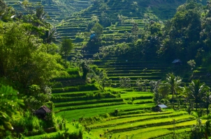 Bali - Paddy Fields