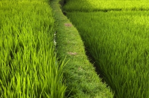 Bali - Ubud Rice Field