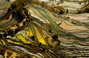 China - Hani rice terraces