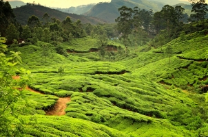 India - Tea plantations Kerala