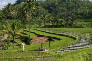 Indonesia - Local Rice fields picnic