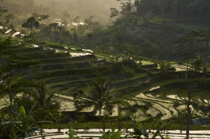 Indonesia - ricefields selegriyo