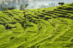 Indonesia - ricefields