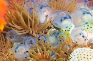 Indonesia - Tunicate and anemone, Indonesia