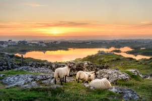 Ireland - Sunset at a lake with sheep near Clifden Roundstone