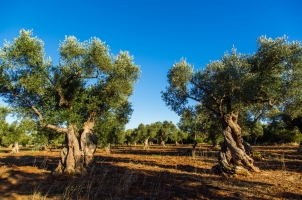 Italy - Olive Trees