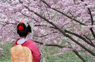 Japan - Geisha Sakura Tree