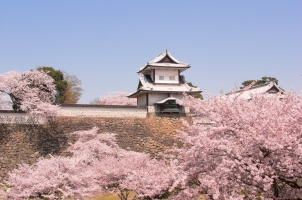 Japan - Castle & Sakura in Kanazawa