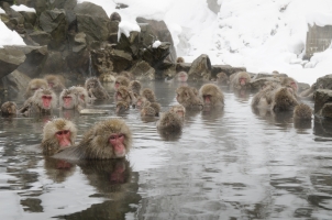 Japan - Japanese snow monkeys