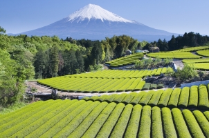 Japan - Mount Fuji Landscape
