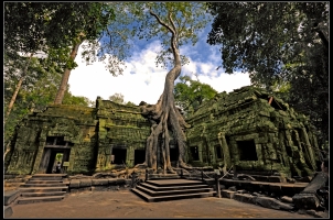 Cambodia - Siem Reap Ta Prohm