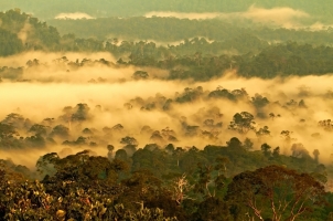 Malaysia - Danum Valley National Park Borneo