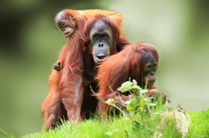 Malaysia - Orangutang Borneo