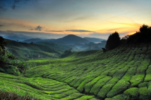 Malaysia - Tea plantation Cameron highlands