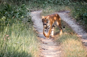 Nepal - bengal tiger on a road in the jungle in chitwan national park