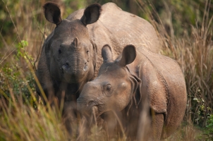 Nepal - mother and baby rhinoceros