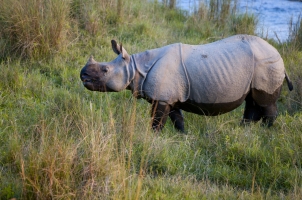 Nepal - rhino near river chitwan national park