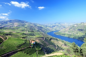 Portugal - Vineyard in Douro valley