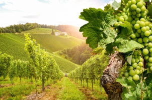 Portugal - Vineyards