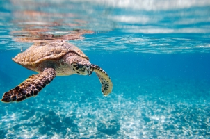 Seychelles - swimming turtle