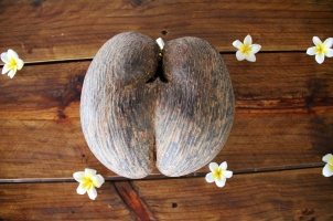 Seychelles - coconut