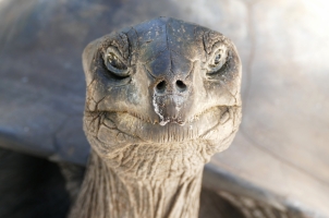 Seychelles - turtle