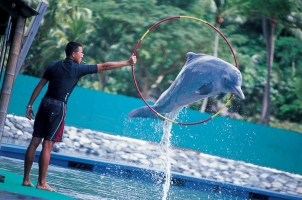 Singapore - Sentosa - Dolphin Lagoon