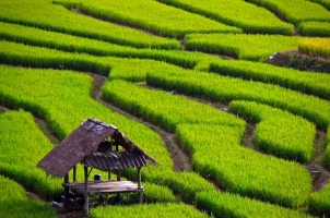 Thailand - Rice Field Chiangmai