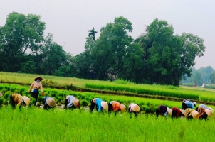 Vietnam - Mekong - rice field