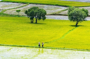 Vietnam - Rice field in An Giang province