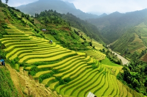 Vietnam - Rice field Mu Cang Chai
