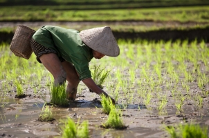 Vietnam - Vietnamese farmer