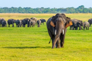 Sri Lanka - Elephants