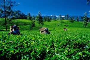 Sri Lanka - Tea Plantation