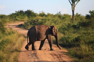 Sri Lanka - beautiful Elephant Crossing Udavalave National park