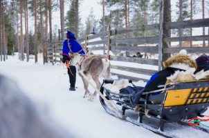 finnland-Reindeer-Manor-bawa-tours-travelReindeer-Ride-at-Reindeer-Manor-Levi