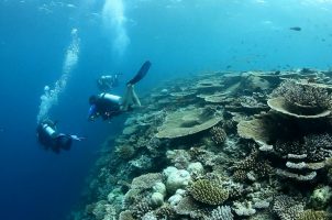 Gili Lankanfushi Malediven - Diving