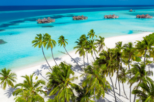 Gili Lankanfushi Malediven - Palm Beach