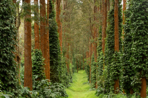 india-the-evolve-back-coorg-bawa-tours-travel-Joggers-Path