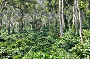 india-the-evolve-back-coorg-bawa-tours-travel-coffee-Plantations