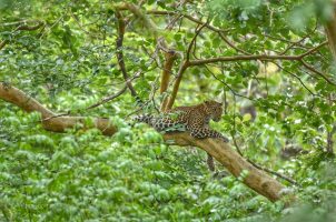 india-the-evolve-back-kuruba-safari-lodge-bawa-tours-travel-Leopard-2