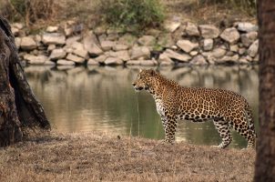 india-the-evolve-back-kuruba-safari-lodge-bawa-tours-travel-Leopard